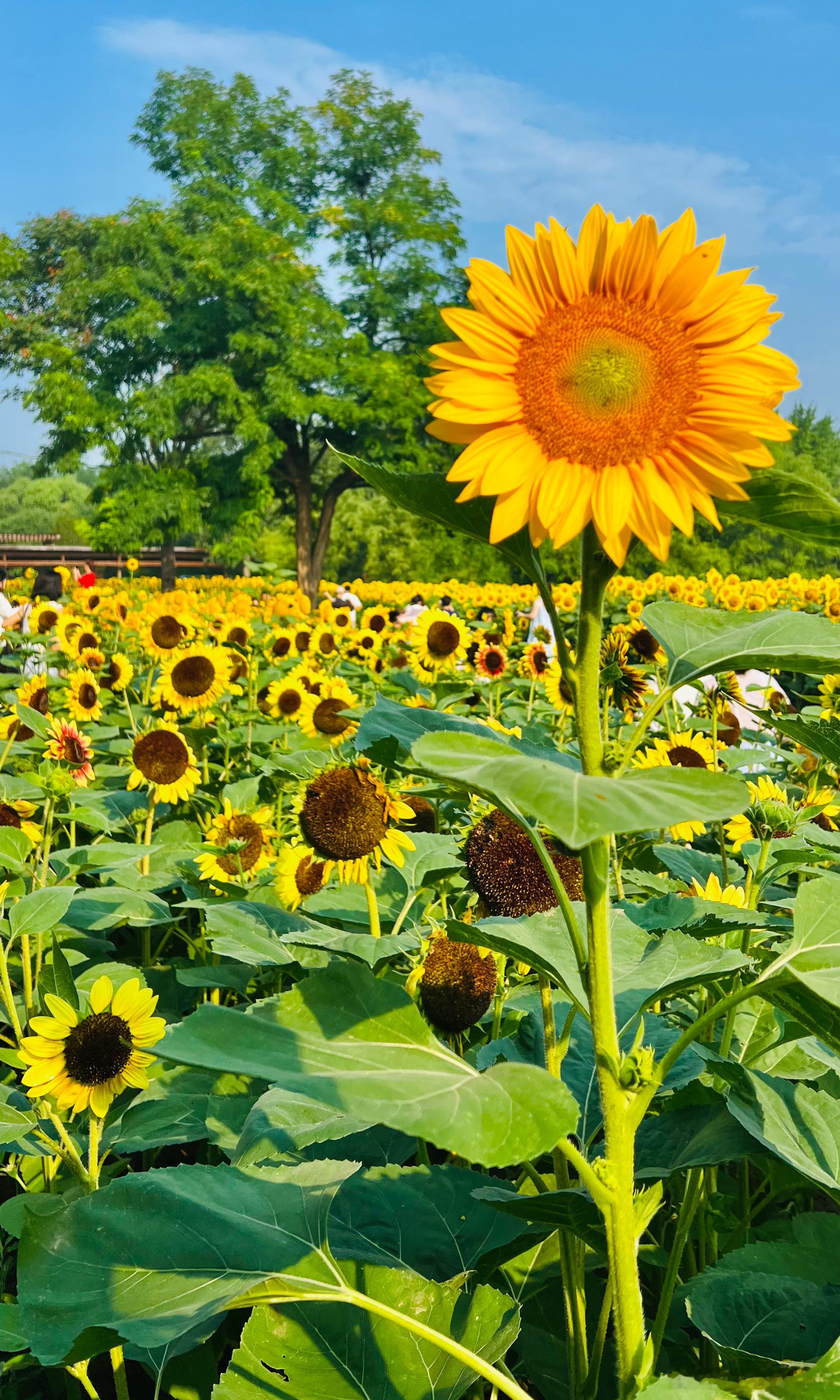 夏日北京奥森北园 向日葵花海摄影​​​