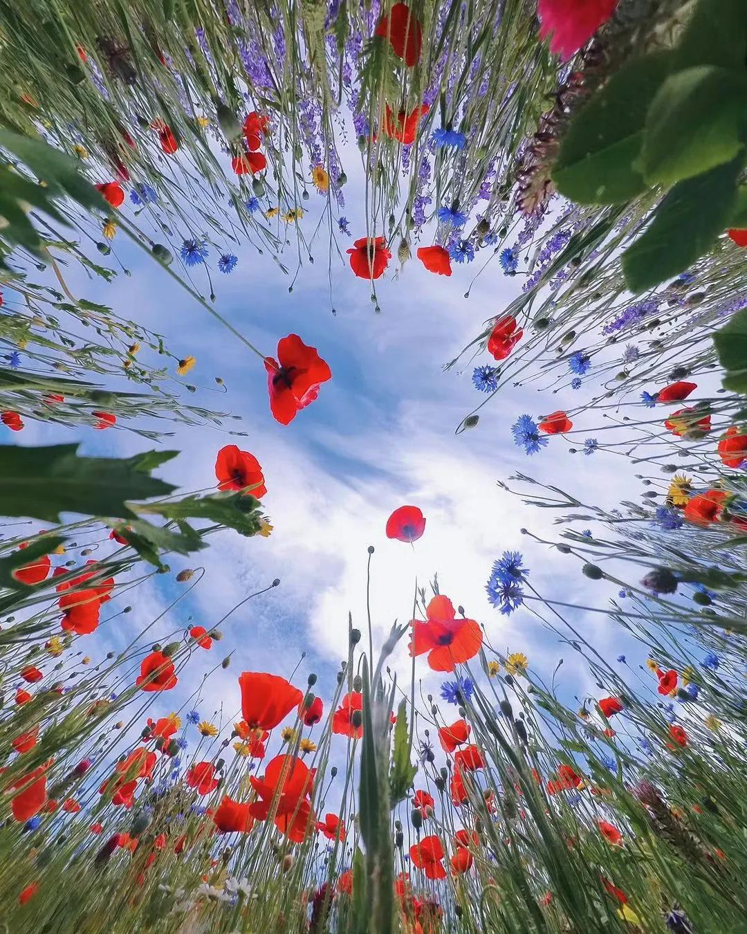 花海