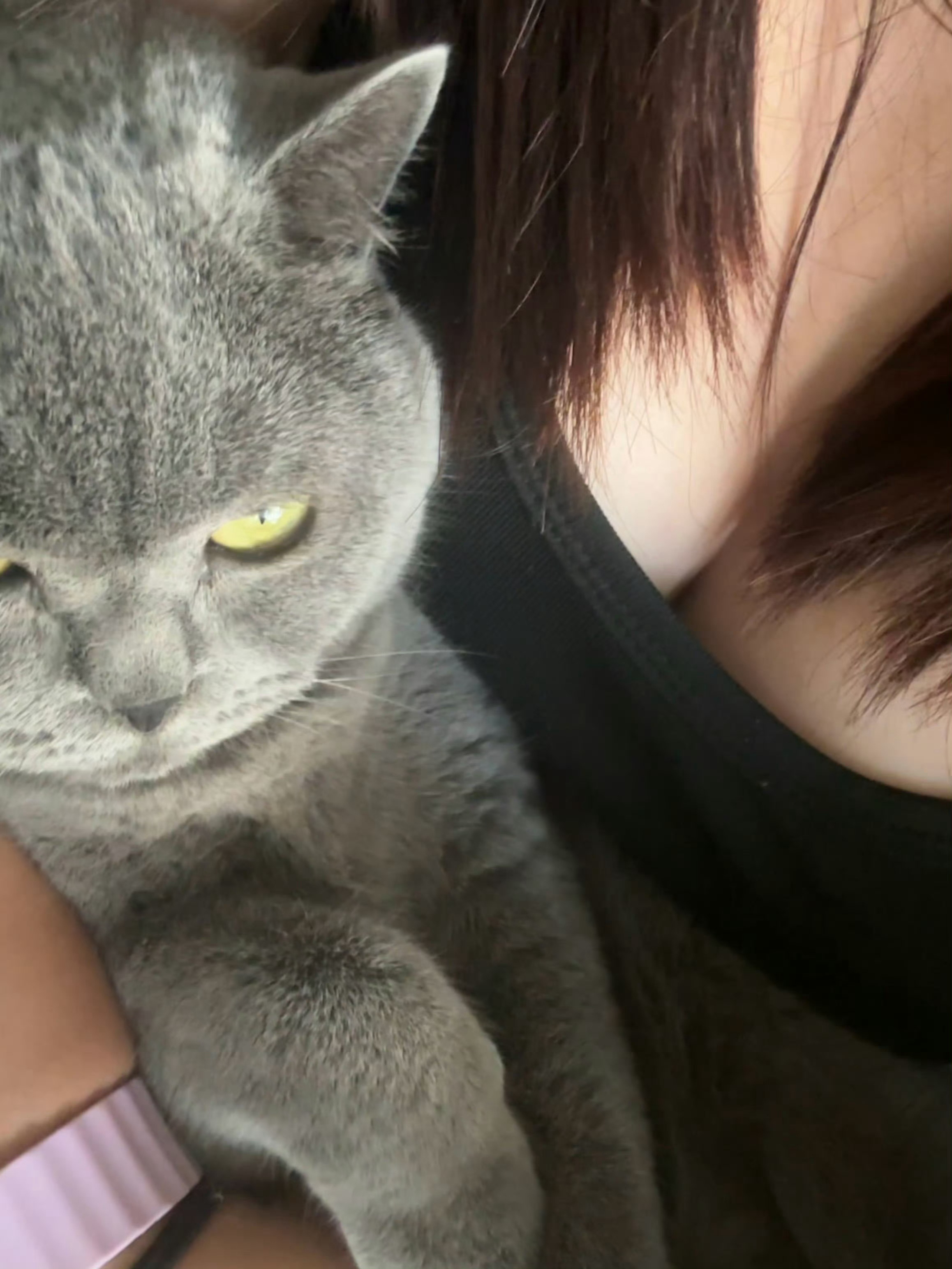 小猫的眼神跟我一样都好胸！ ​​​  ​​​