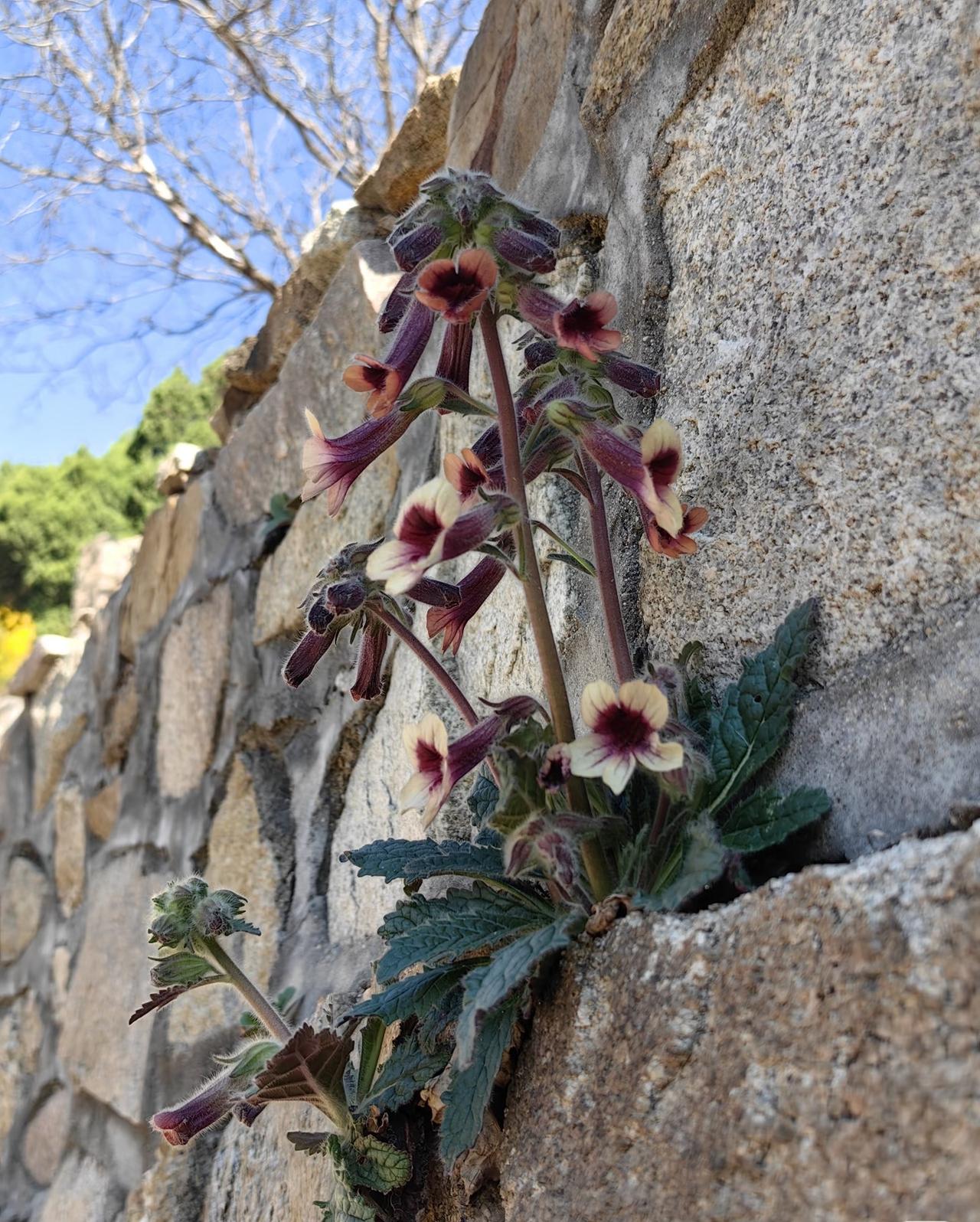 野生的地黄，小时候我家这边到处都有，我还拽的吃过，有点甜甜的，现在几乎没有了，现