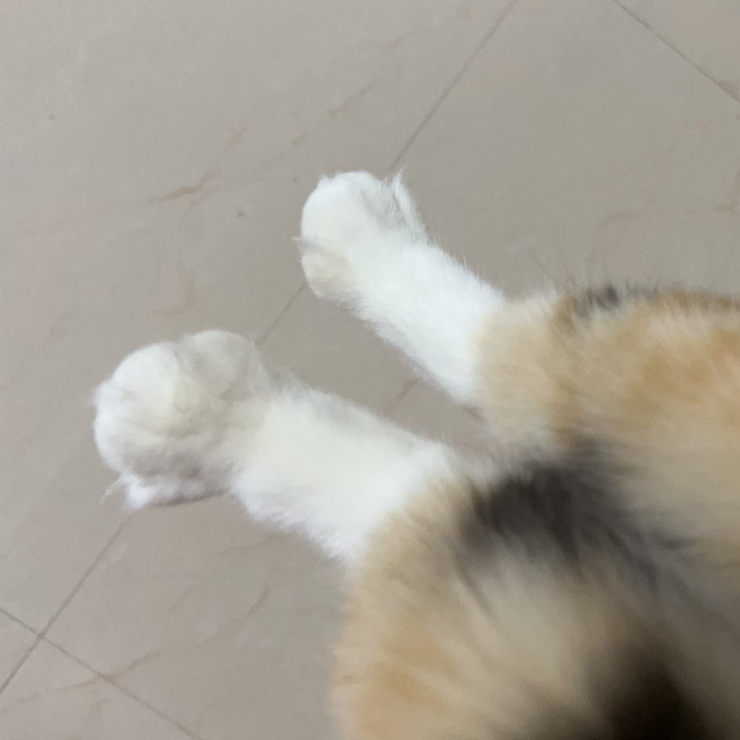 小猫的爪子其实是山竹你们根本不知道有多萌 