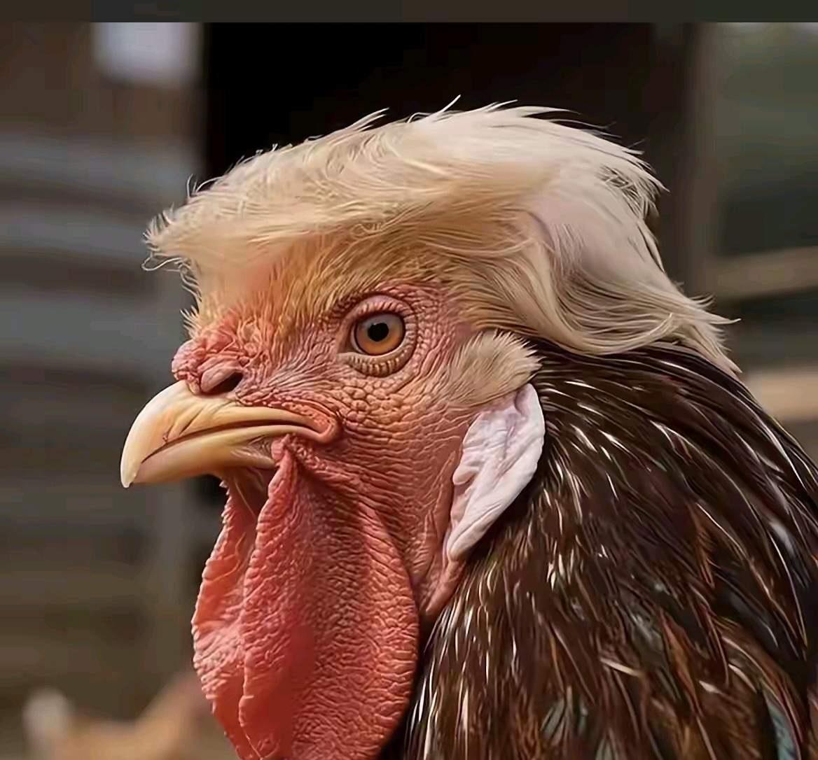 从网上刷到这个图，着实是太神奇了，不知道是谁画的这鸡，用独特的笔法勾勒出鸡的神韵