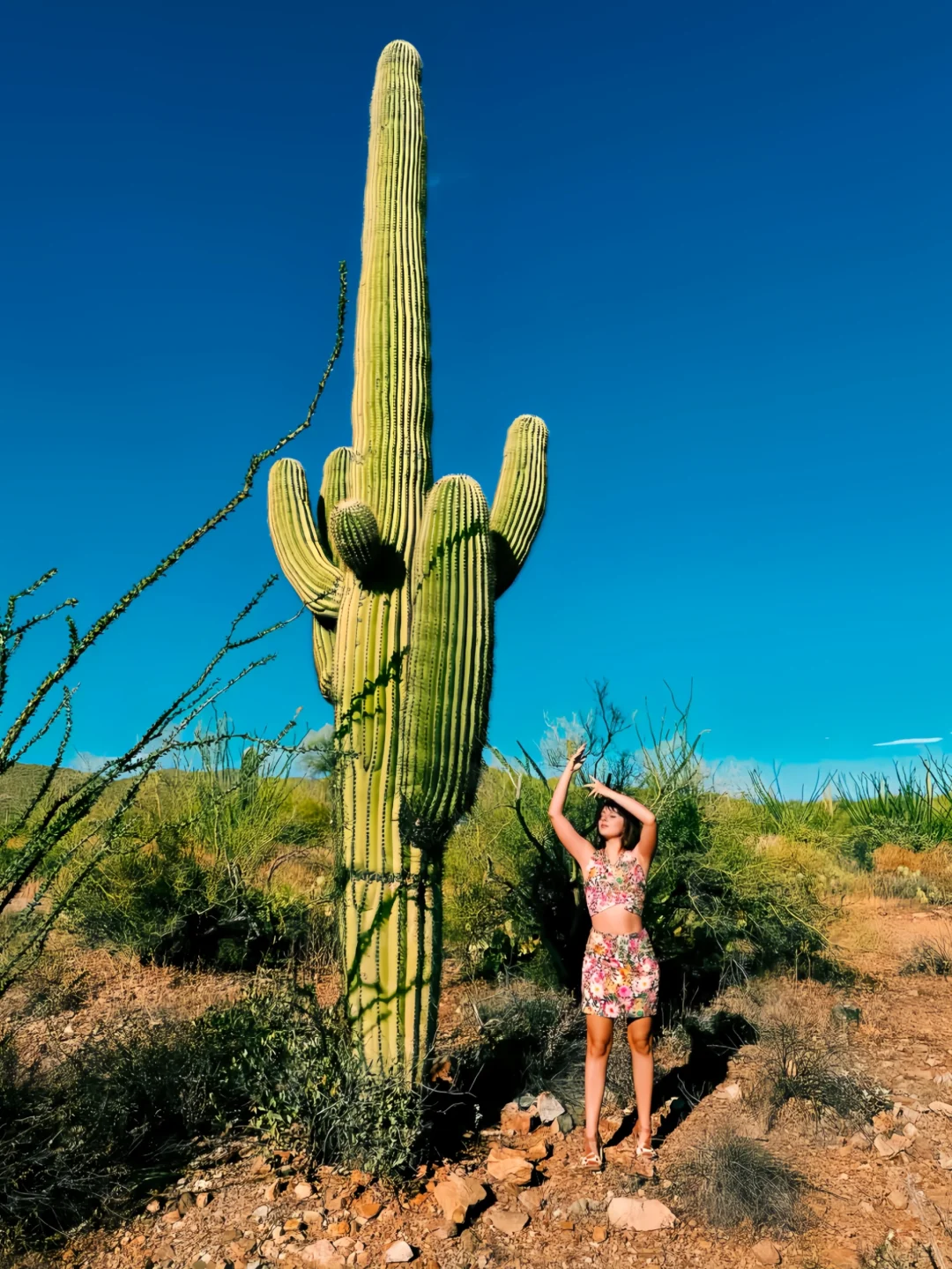 美国荒漠奇景🌵巨型仙人掌绝美