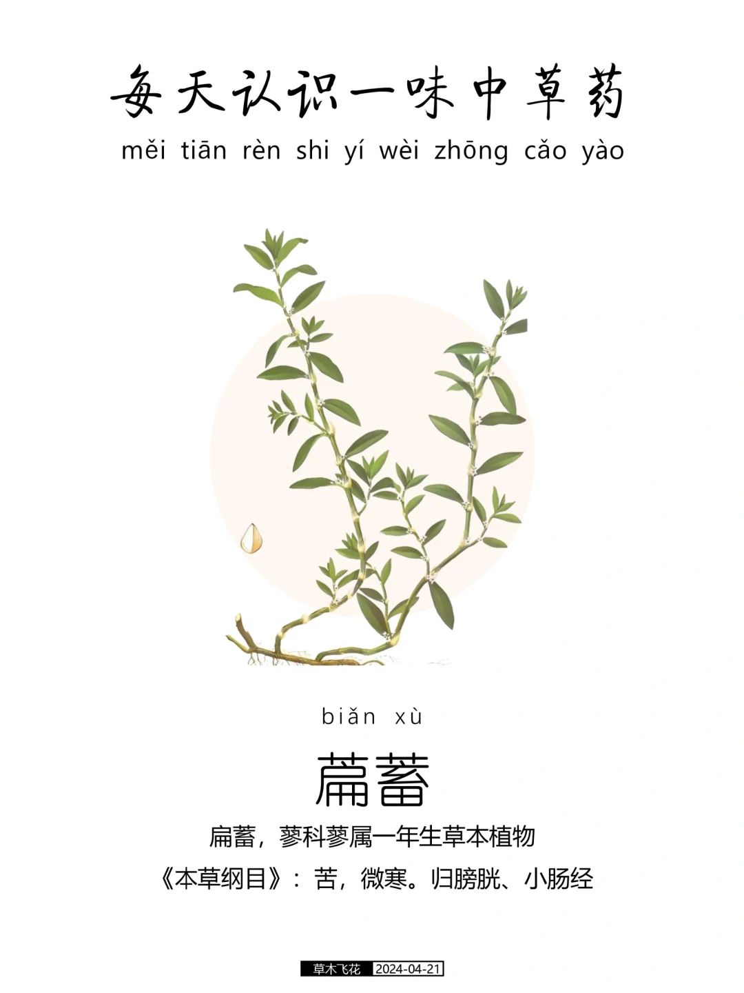 每天认识一味中草药-萹蓄🍀