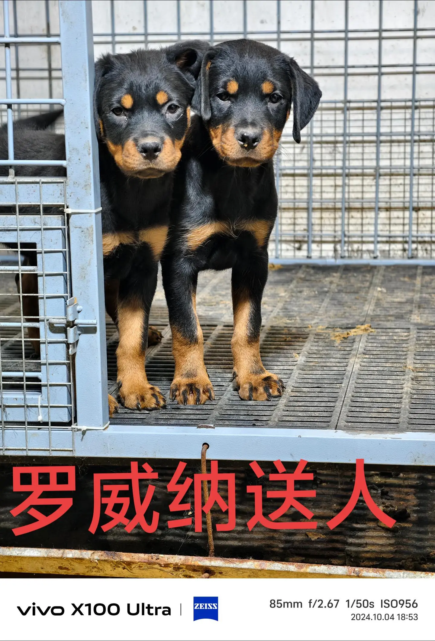 罗威纳护卫犬