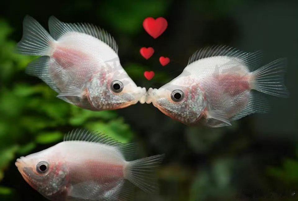 王玉雯探班王子奇上了黄景瑜的房车又是上房车？？当年热带鱼…… 