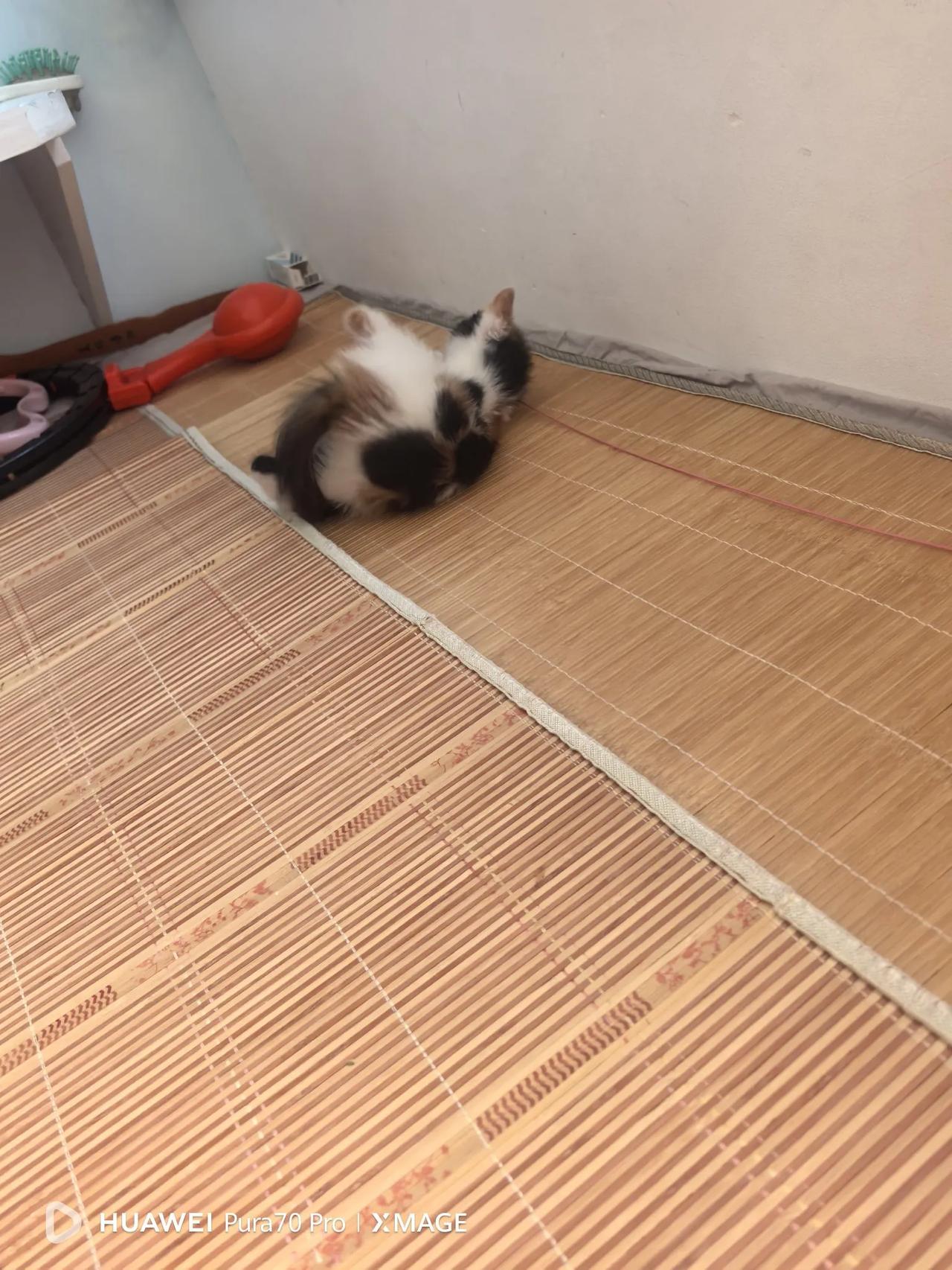 小猫咪现在越来越黏人，只要我一回来就跟在我后面，像个小跟班一样。
  我做饭的时
