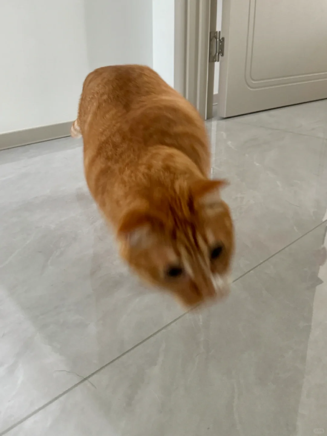 一些奇奇怪怪的猫片
