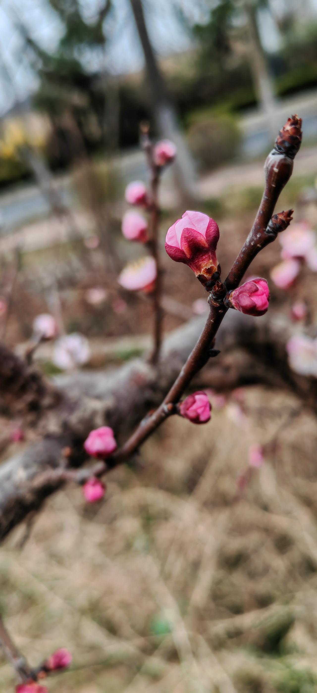 一只红杏出下来
      这是一句唐诗中的名句，今日拍到杏花。原来杏花这是红的