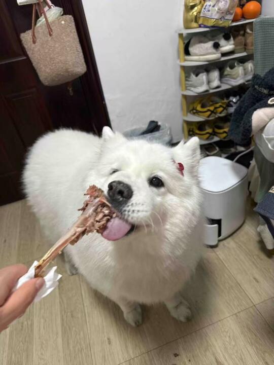人 这是给猪咪的吗