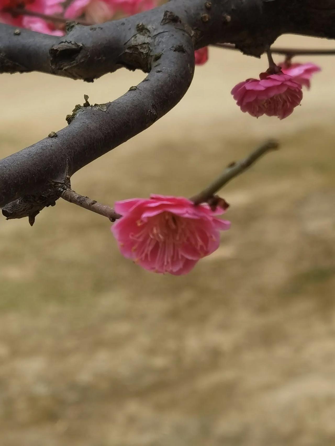 梅花盛开，就等你来！