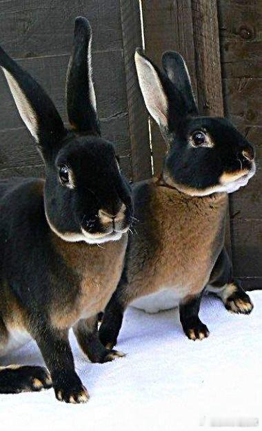 有一种兔子叫Black Otter Rex Rabbit。从名字就可以知道是一种