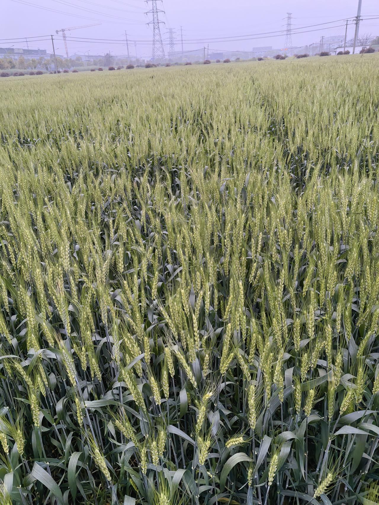 如果，你想知道当下麦子生长怎么样了？我来告诉你！

1，去冬11月中旬播种的，已