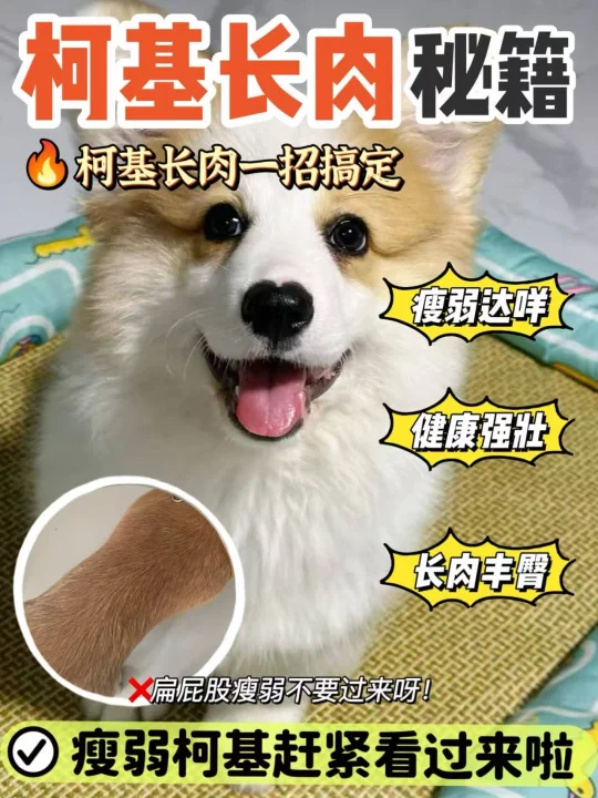 扁屁股瘦柯基急救包！这款柯基狗粮太给力了！