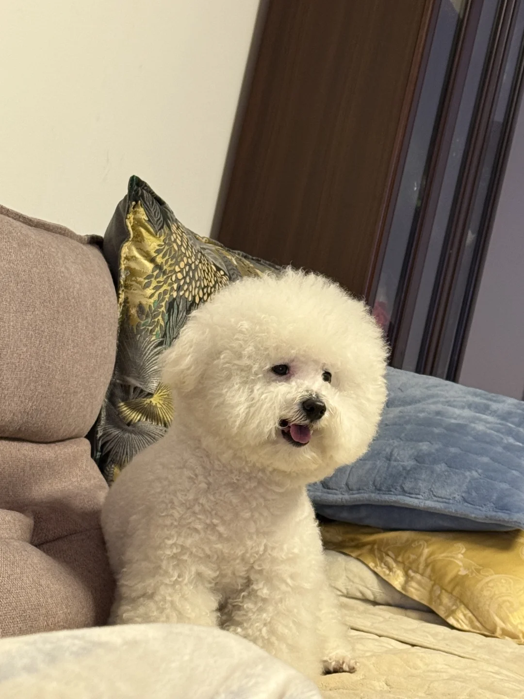 一看面相就知道是条好小狗🥰