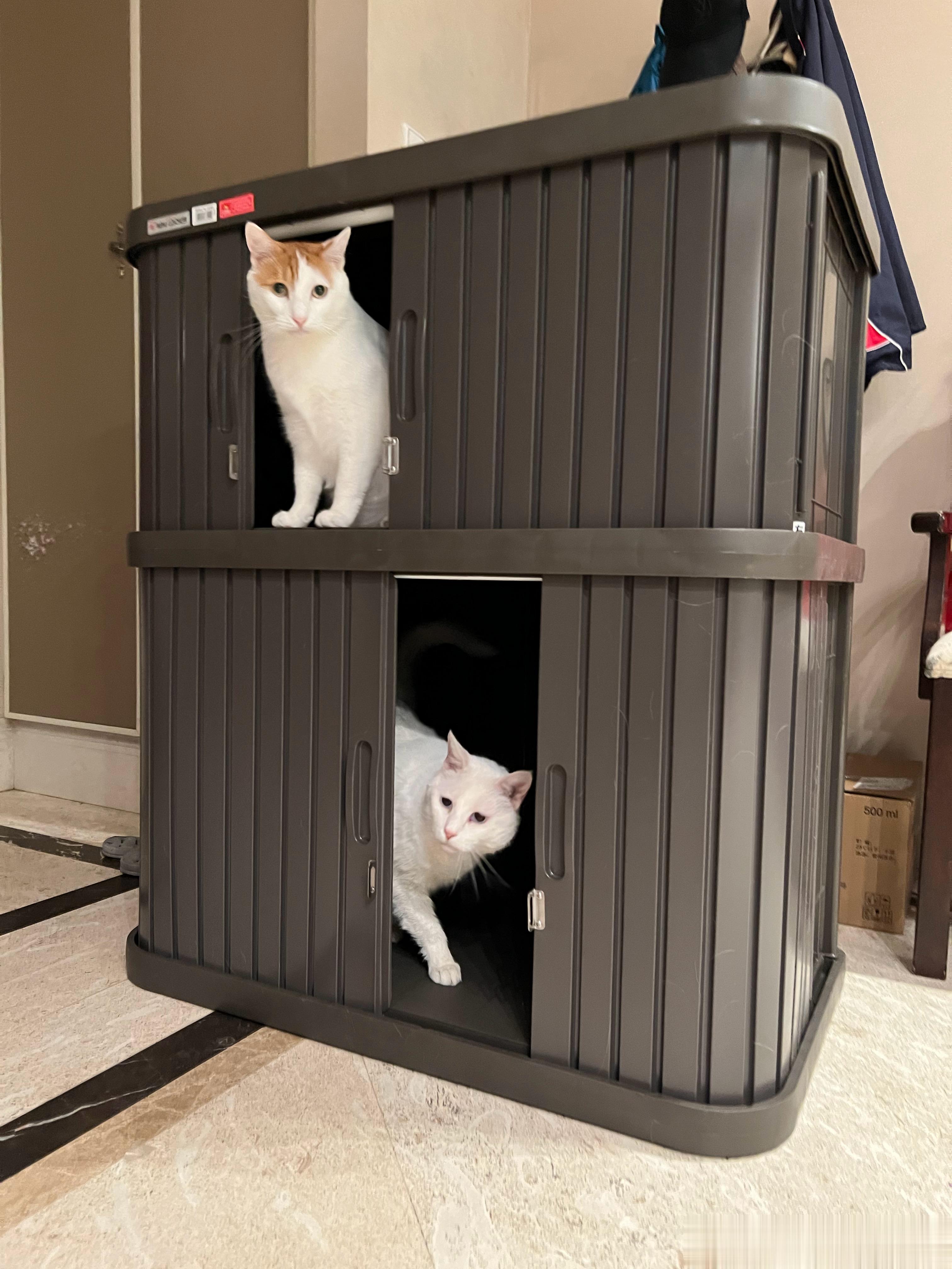 恭喜猴猴和小小白一起喜提大别野！就跟你们说，大企业绝不会亏待员工，好好干，勤拉磨