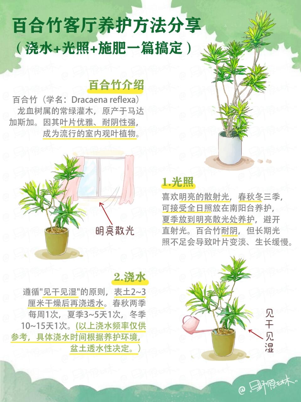 百合竹客厅养护方法分享