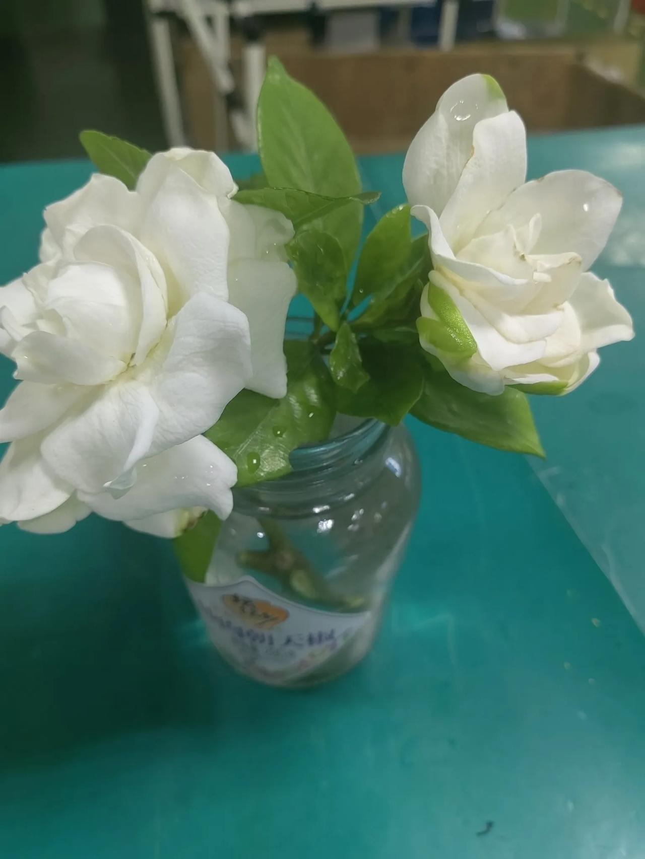 栀子花开的季节，到处飘散着迷人的香气，令人流连忘返。忍不住采两朵洁白的栀子花，装
