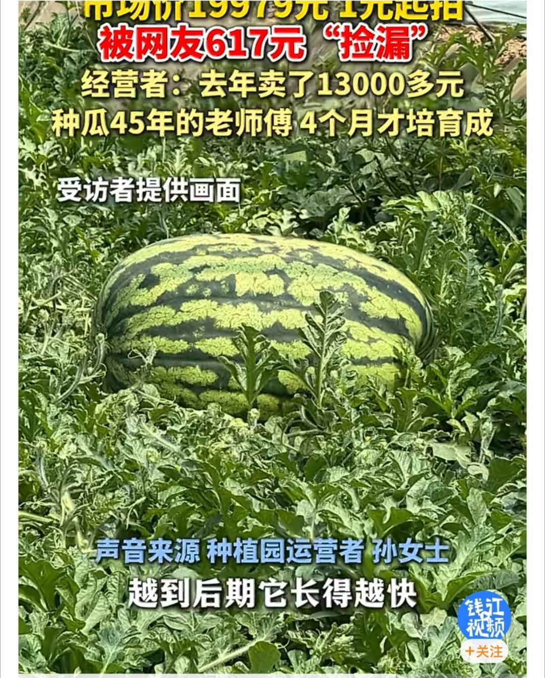 120斤西瓜瓜王拍卖仅617元成交 45年瓜农、4个月培育、10%成功率！120