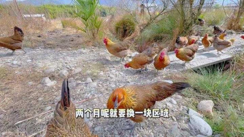 2026年7月26号10点，游戏圈有点小动静。这天全球唯一全新首发新游《Cybe