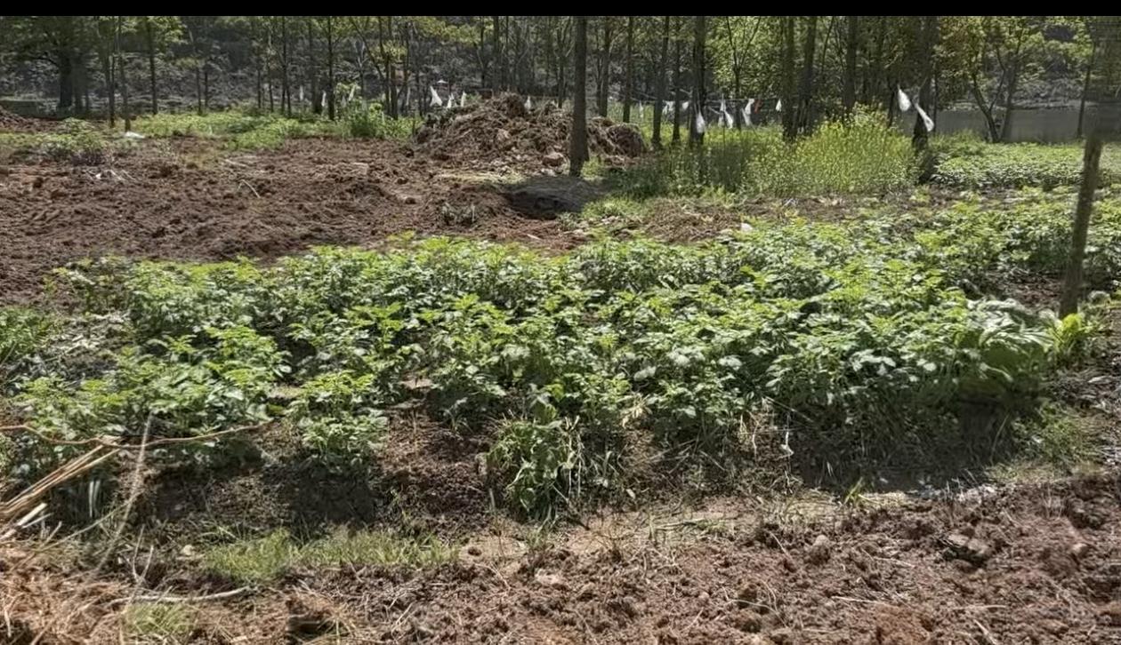 飞云江河道经过治理，有了许多湿地公园。众多的湿地公园中，邻近珊溪水库大坝附近的湿