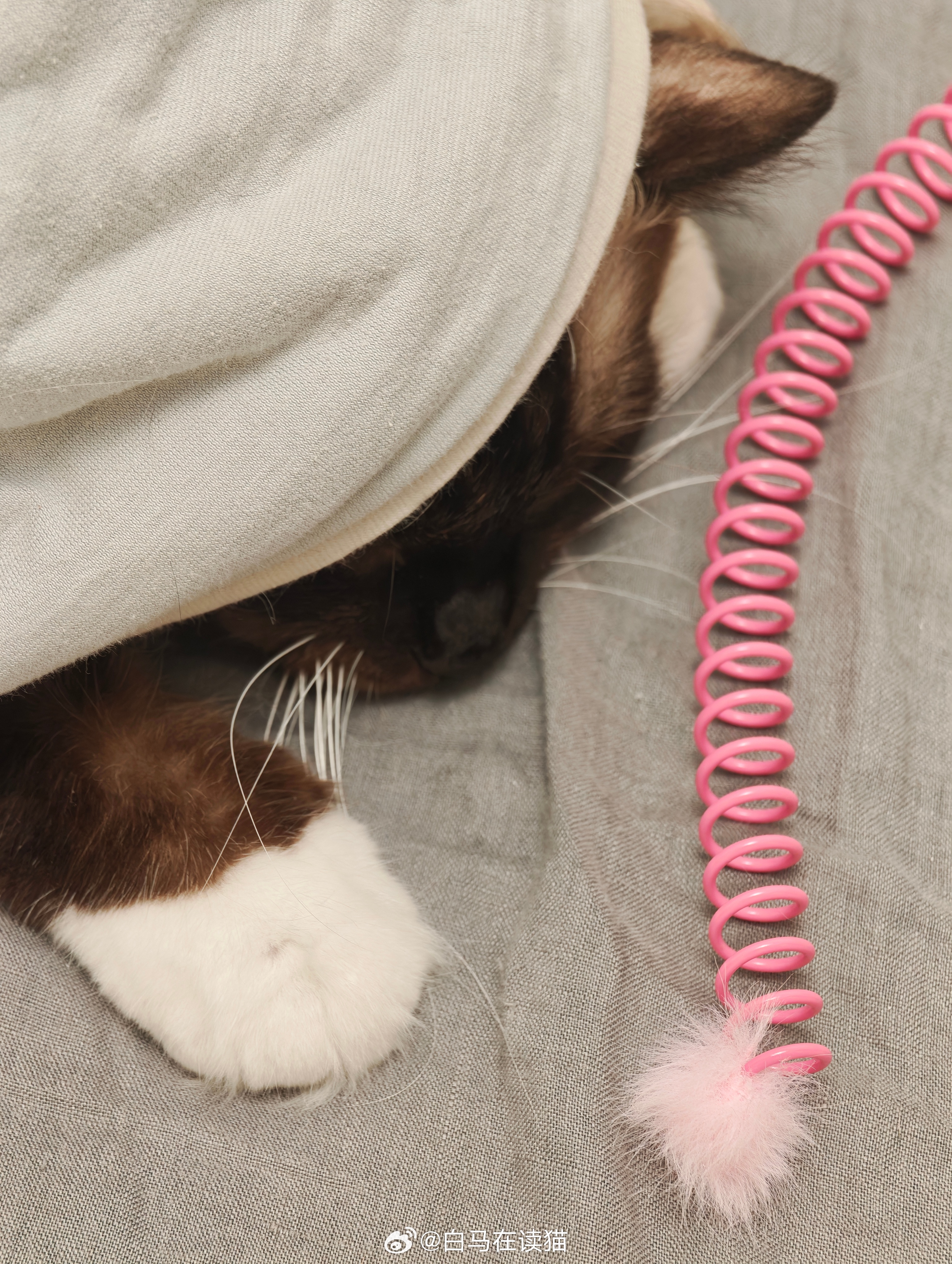 一根猪尾巴让猫为我铺床 