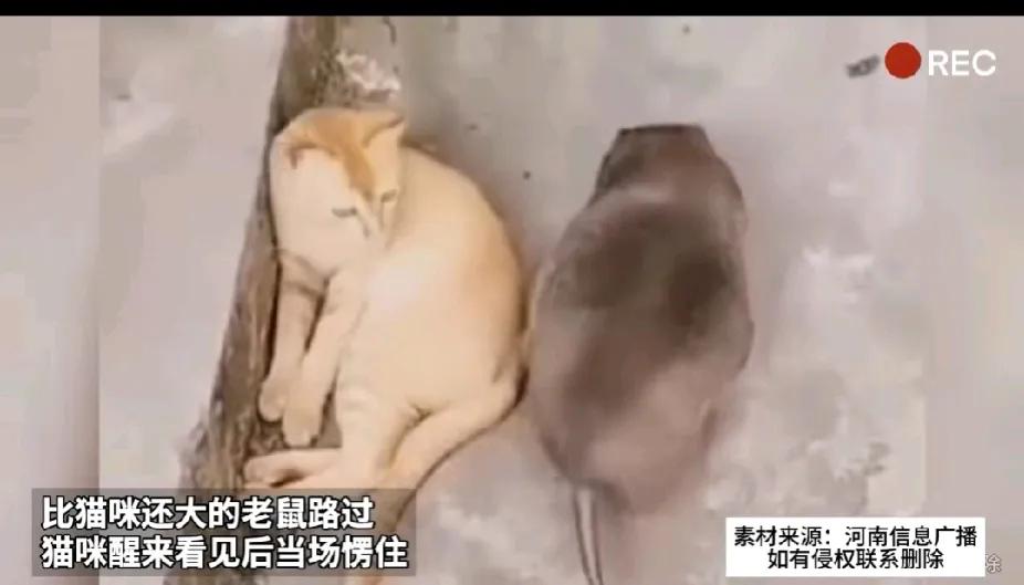 『你的视频我来评[笑哭]』猫心想！！！你还是走吧！我原来抓的耗子🐀也没这么大啊
