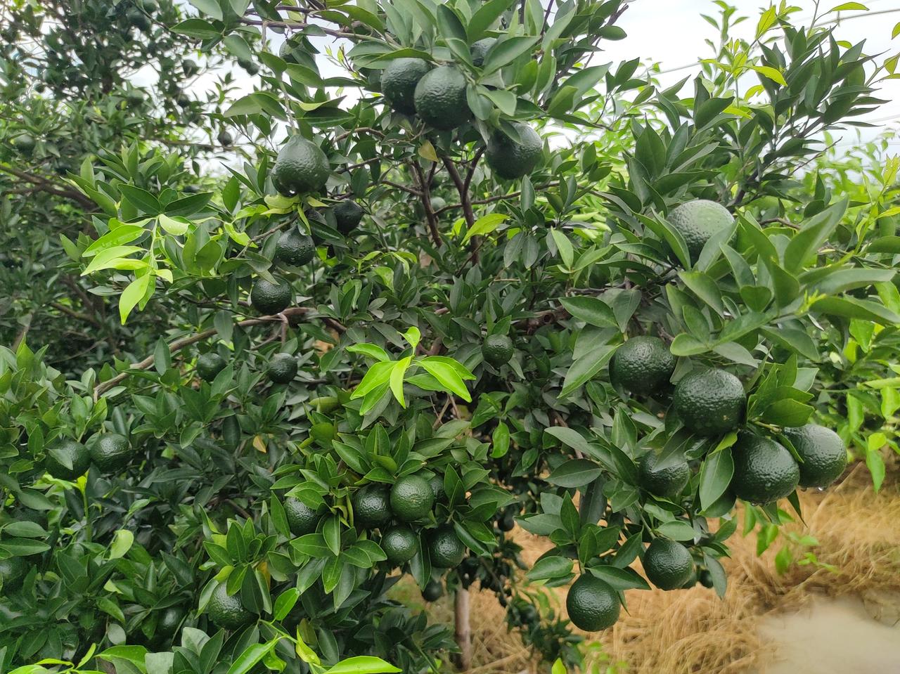 青翠欲滴的果园，绿意盎然的新会小青柑，丰收在即！🍊🌿