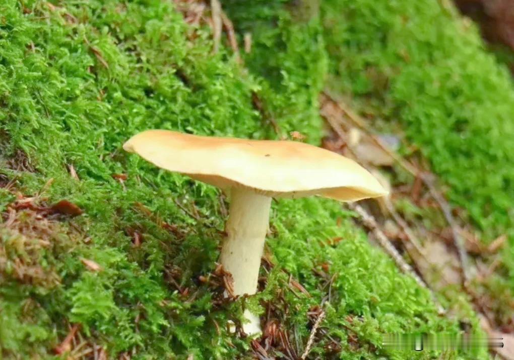 从田间到地头的距离
从乡村到深山老林
是唐古拉山上
还是神农架下
是来自险峻的三