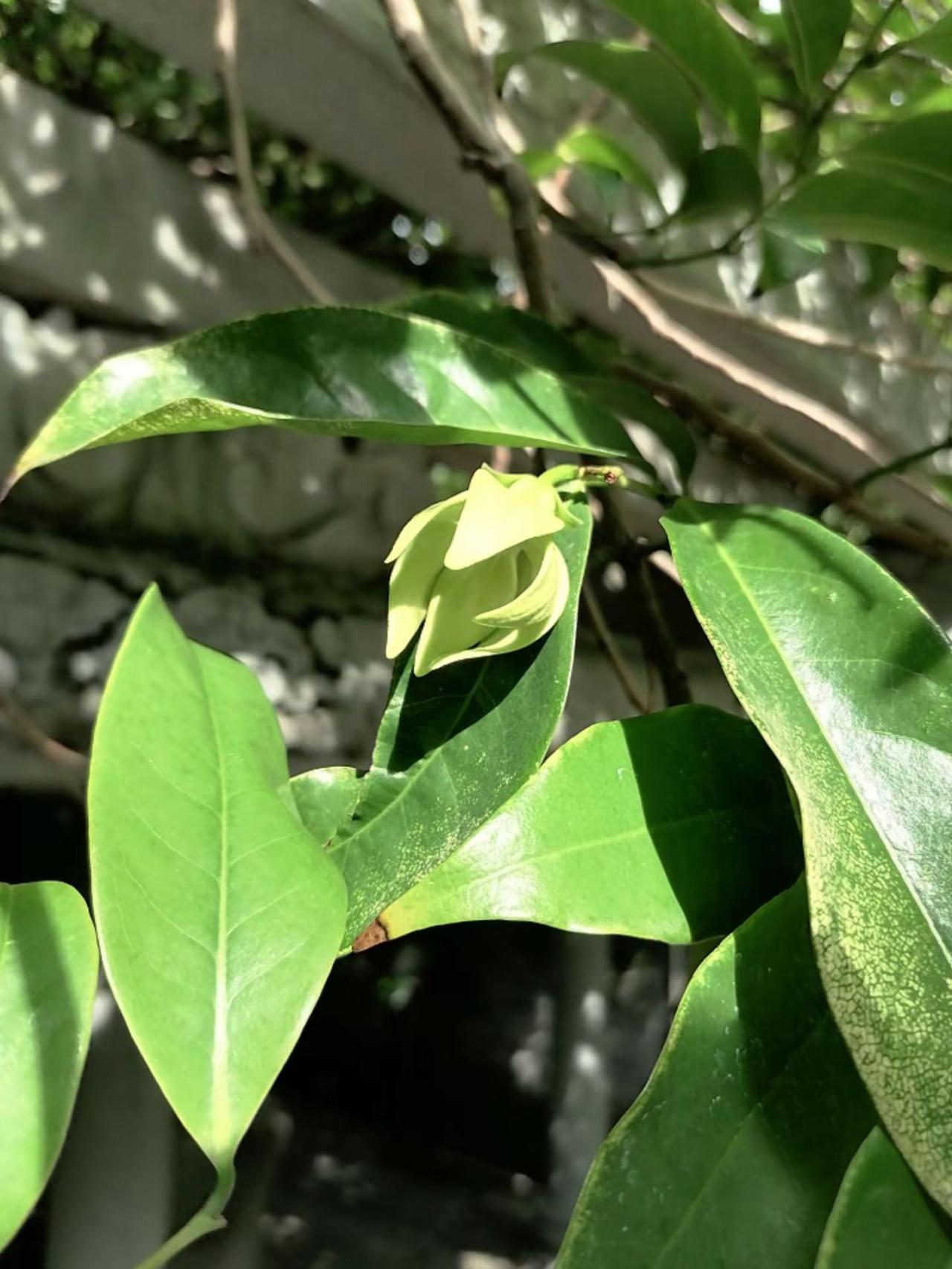海幢寺的四百岁鹰爪兰开花啦🌼。未有海幢寺，先有鹰爪兰🌱这株四百多年的老藤最近