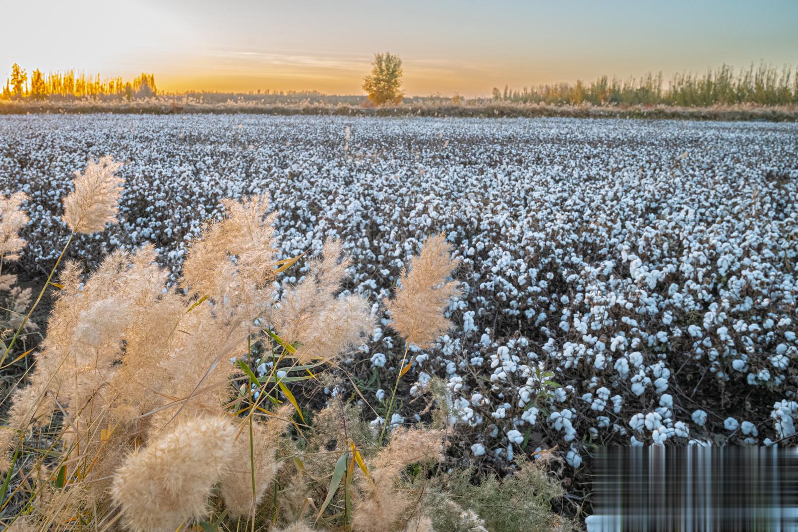 新疆棉花田 新疆｜阿克苏#大美新疆#  