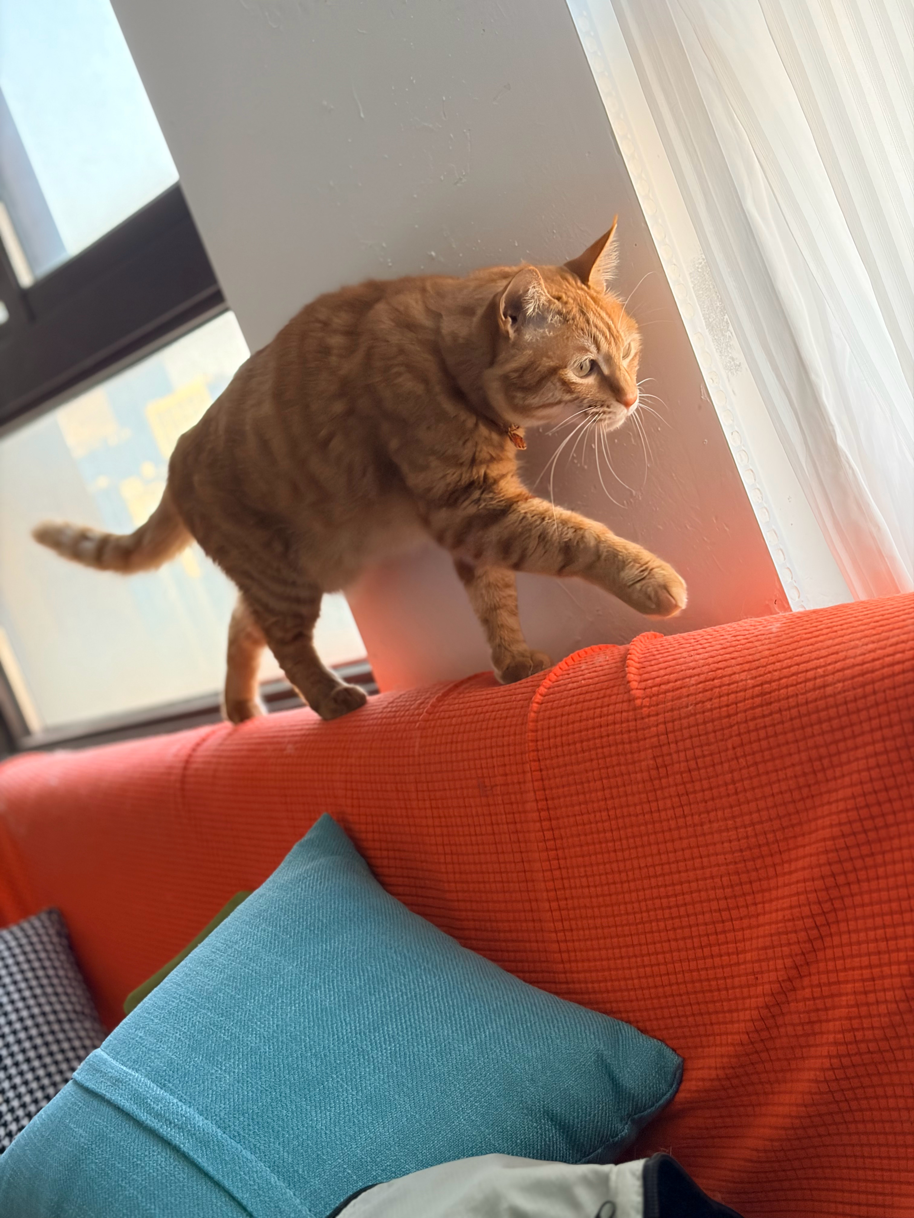 我感觉我这腰椎，怕是以后要和个大展会说拜拜了！拿点东西上楼，就气喘吁吁，腰站久一