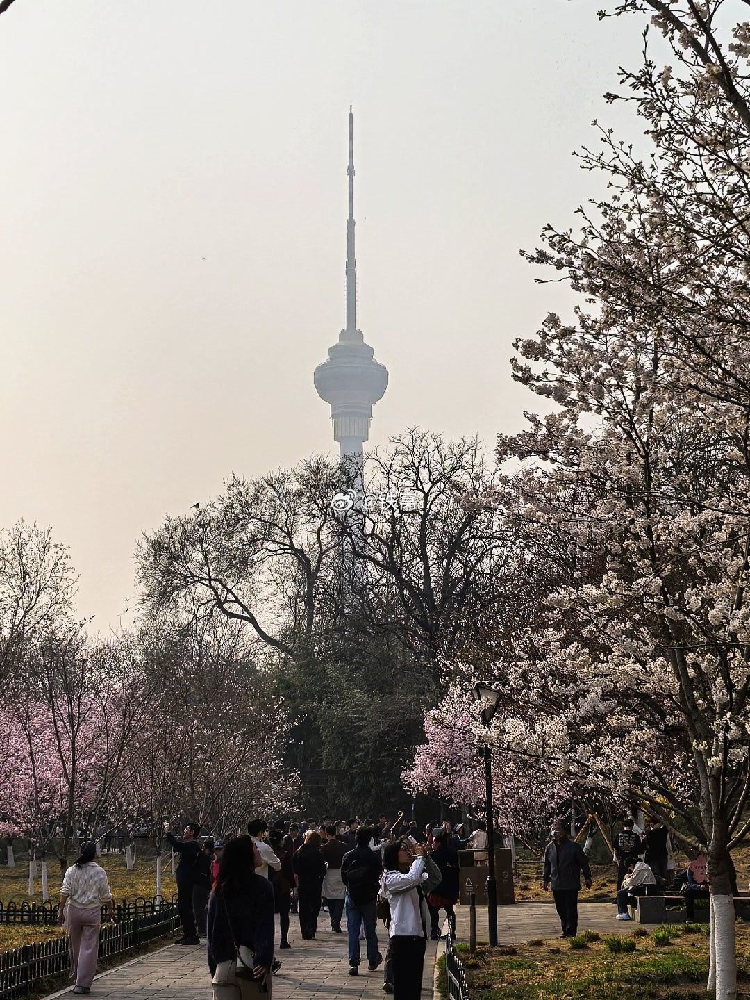 玉渊潭樱花摄影