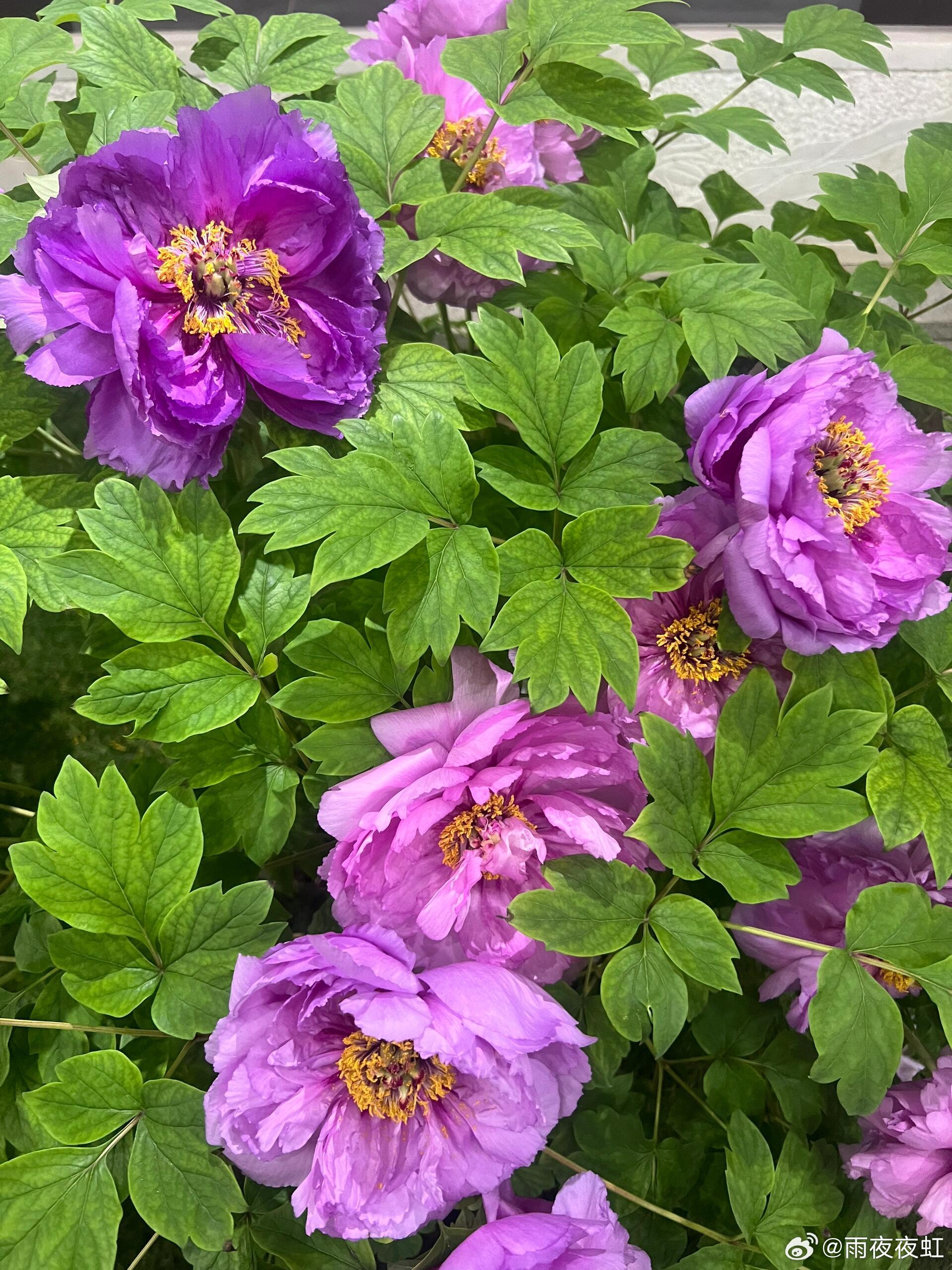 外籍友人组团来洛阳赏花牡丹花太好看了，外国友人估计被这么美的牡丹花给迷住了吧三人