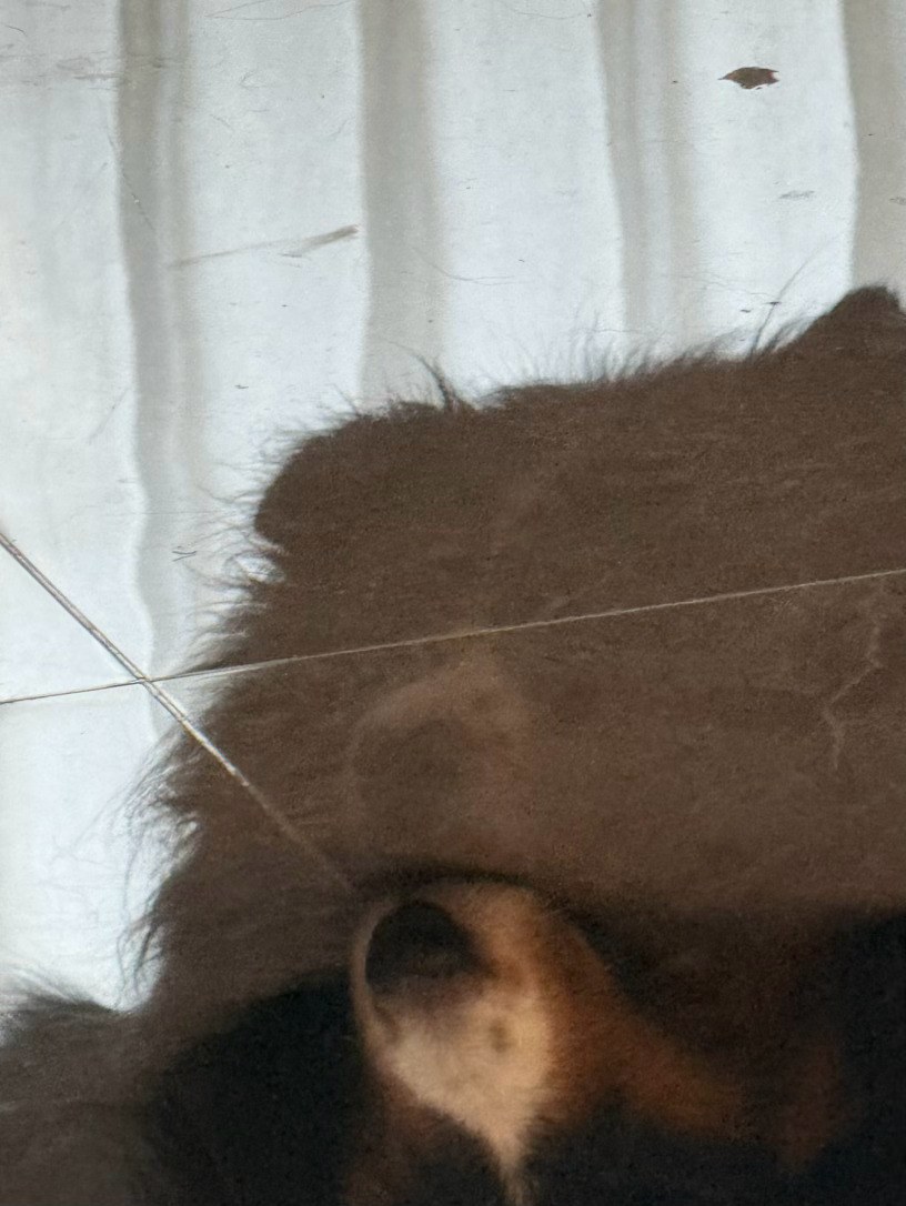 一个小熊，一个小猪…… 