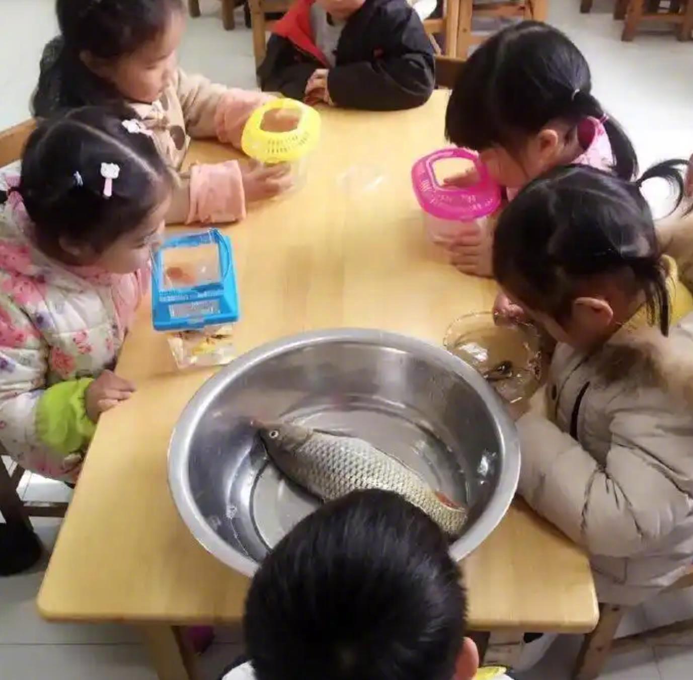 老师说要自带一条小鱼上生物观察课 