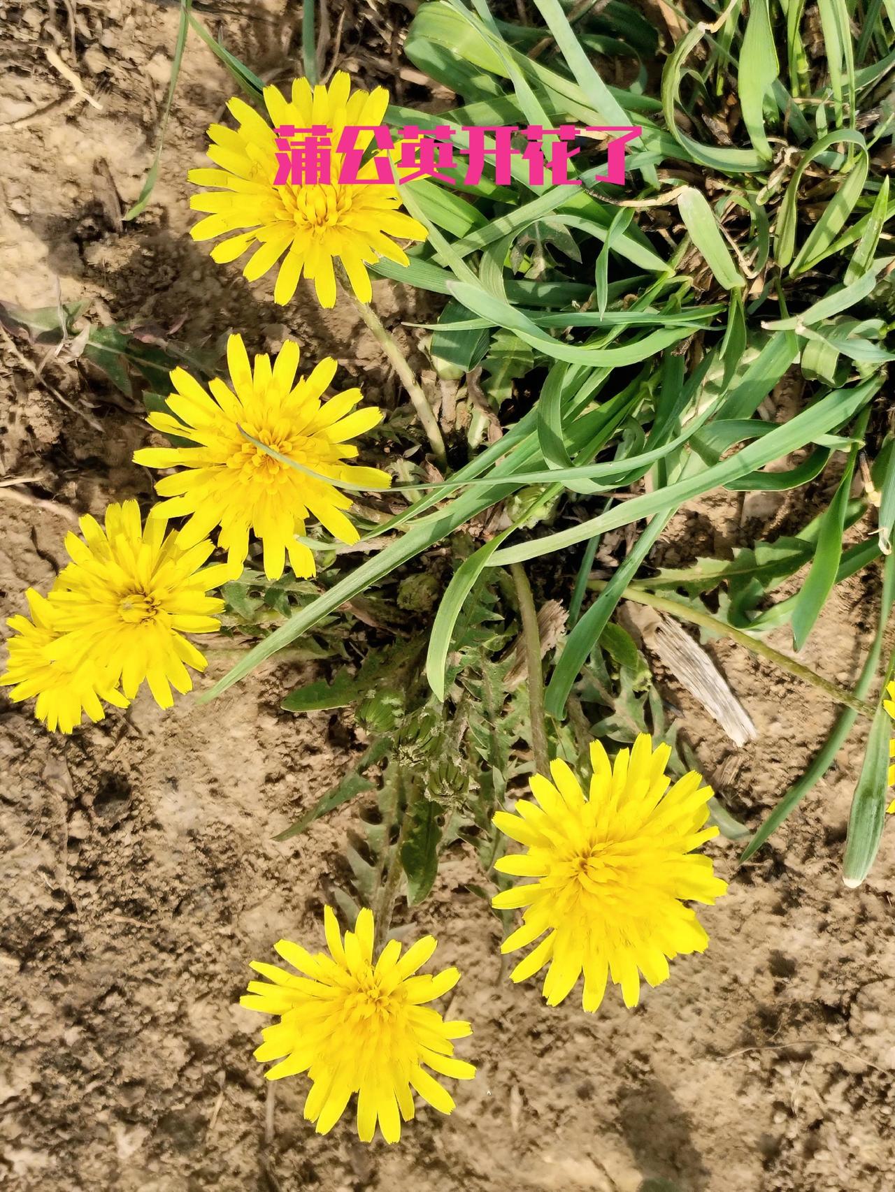 春日生活打卡季 今天去麦地打药，意外发现地埂上的蒲公英都开花了，那景象简直美炸！