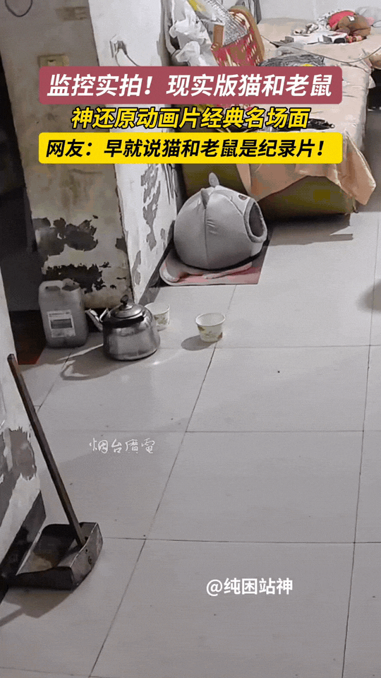 广东。监控拍下超有趣一幕，现实版猫和老鼠上演！
猫咪紧追着老鼠一路狂奔，你追我逃