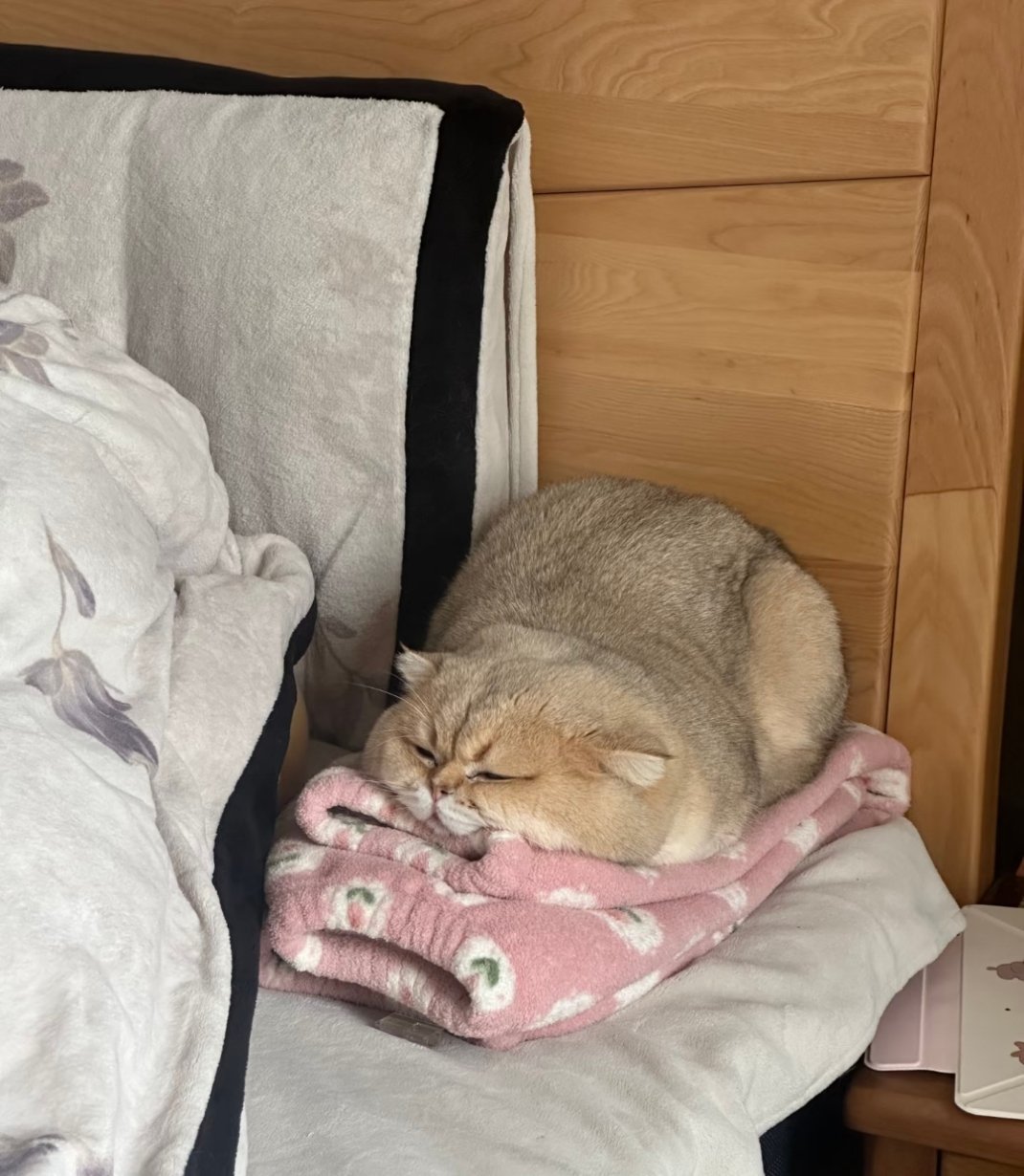 床搭子，在我睡裤上的咪，最近比我上床都准时悄咪咪躺在我睡裤上，已经睡成固定点位了