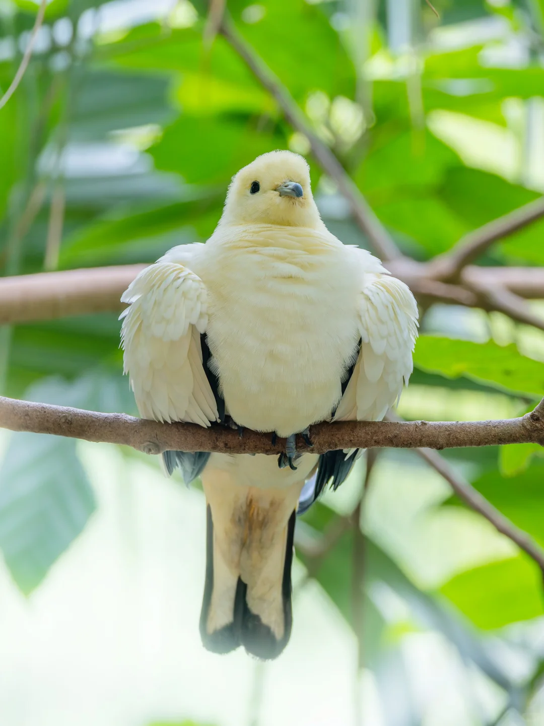 大家好，我是来自南国的白胖鸽鸽！