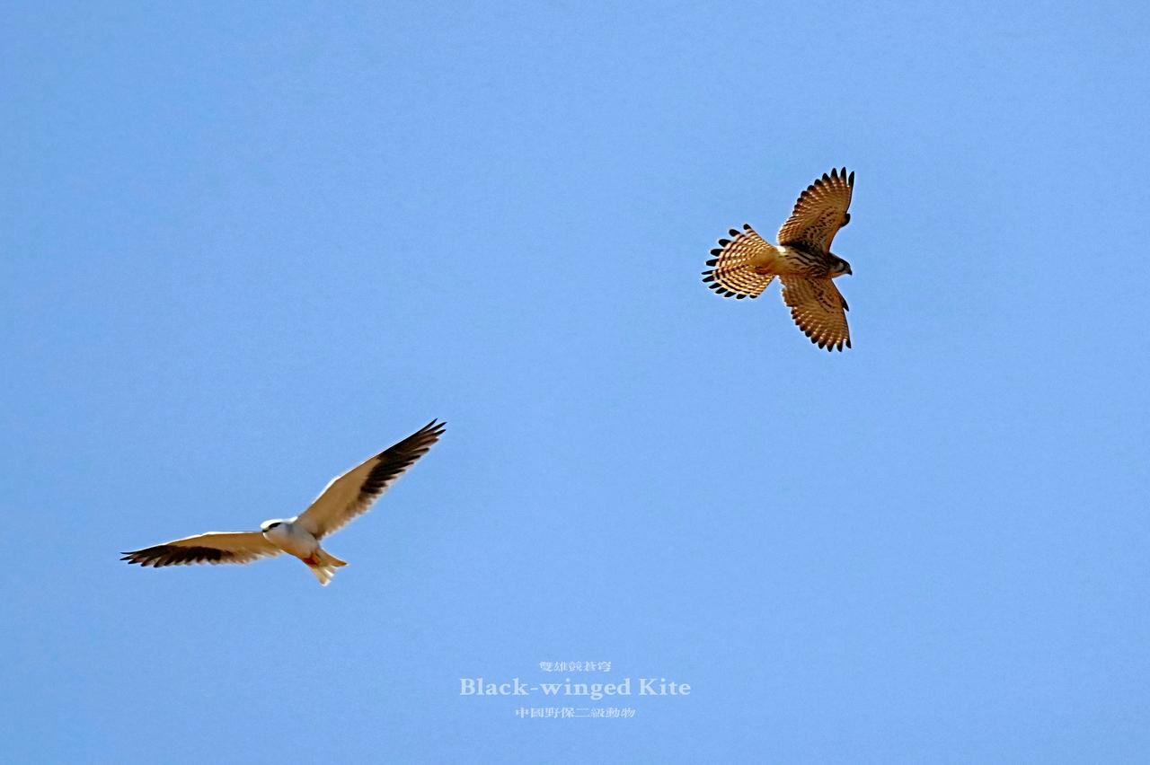 《双雄竞苍穹》
红隼与黑翅鸢，中国国家二级保护动物。
在这片纯粹的蓝天下，两位空