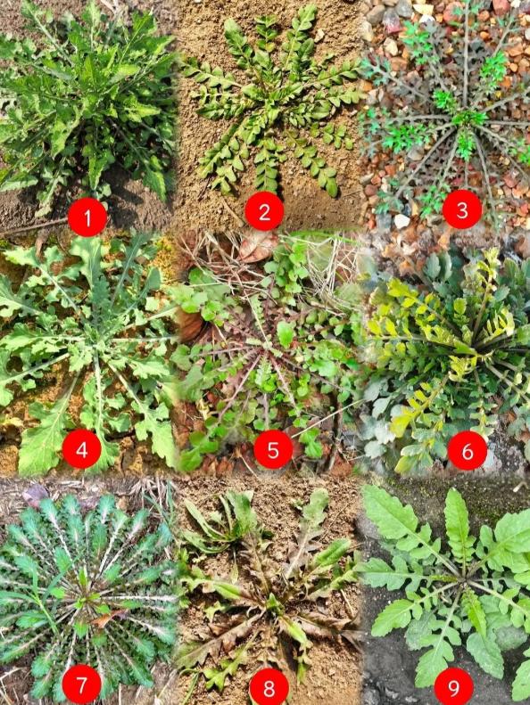 已经不敢吃荠菜了！
春天一到，天暖了草绿了，田埂上、马路边、公园的草坪里，甚至小