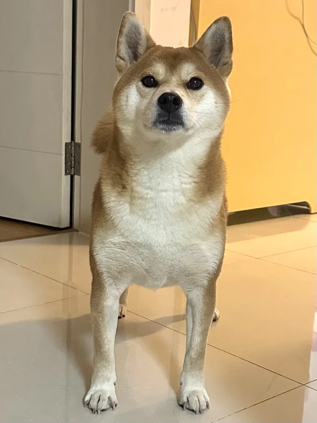 宝宝 你像个人机