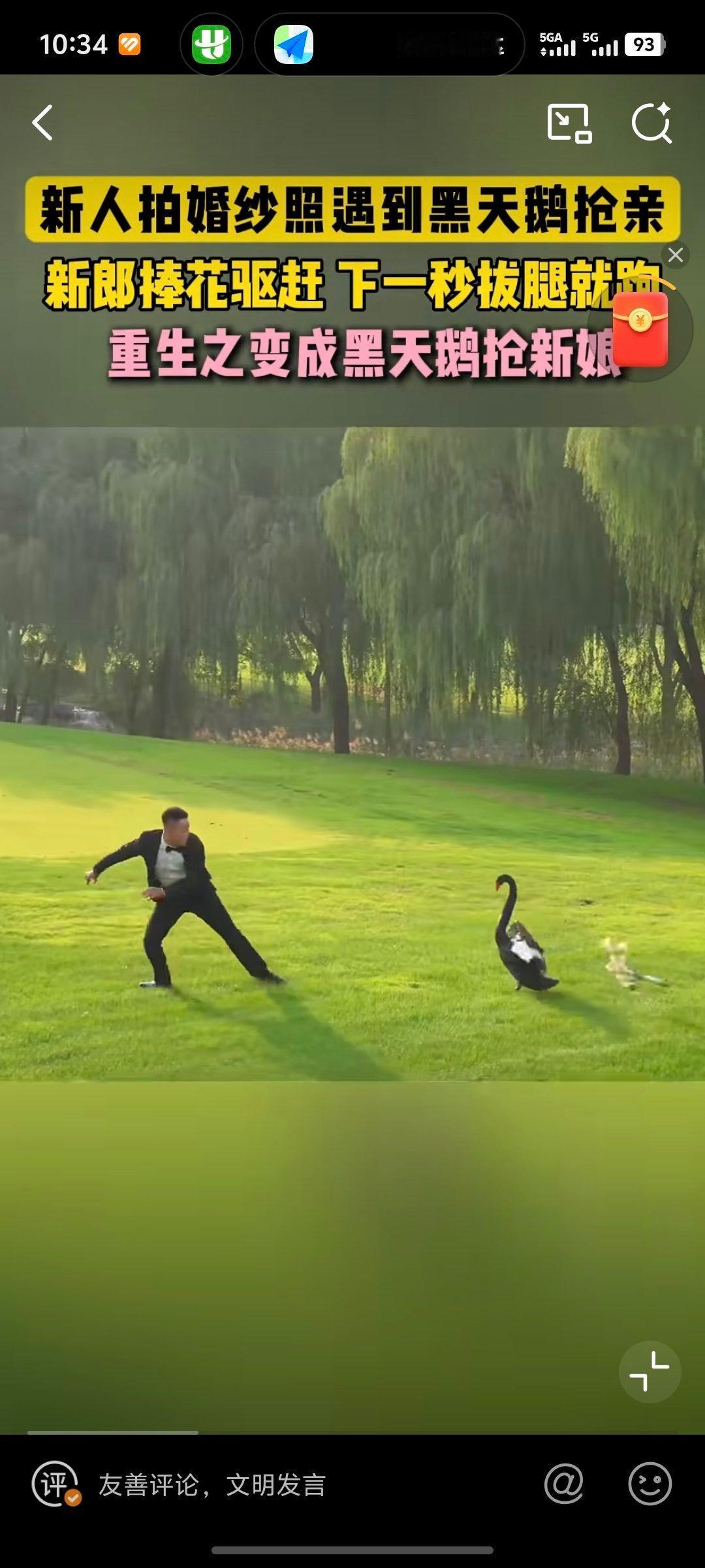 新人拍婚纱照遭遇黑天鹅抢新娘黑天鹅:我看见了一只黑色癞蛤蟆阻止我去找白天鹅 ​​