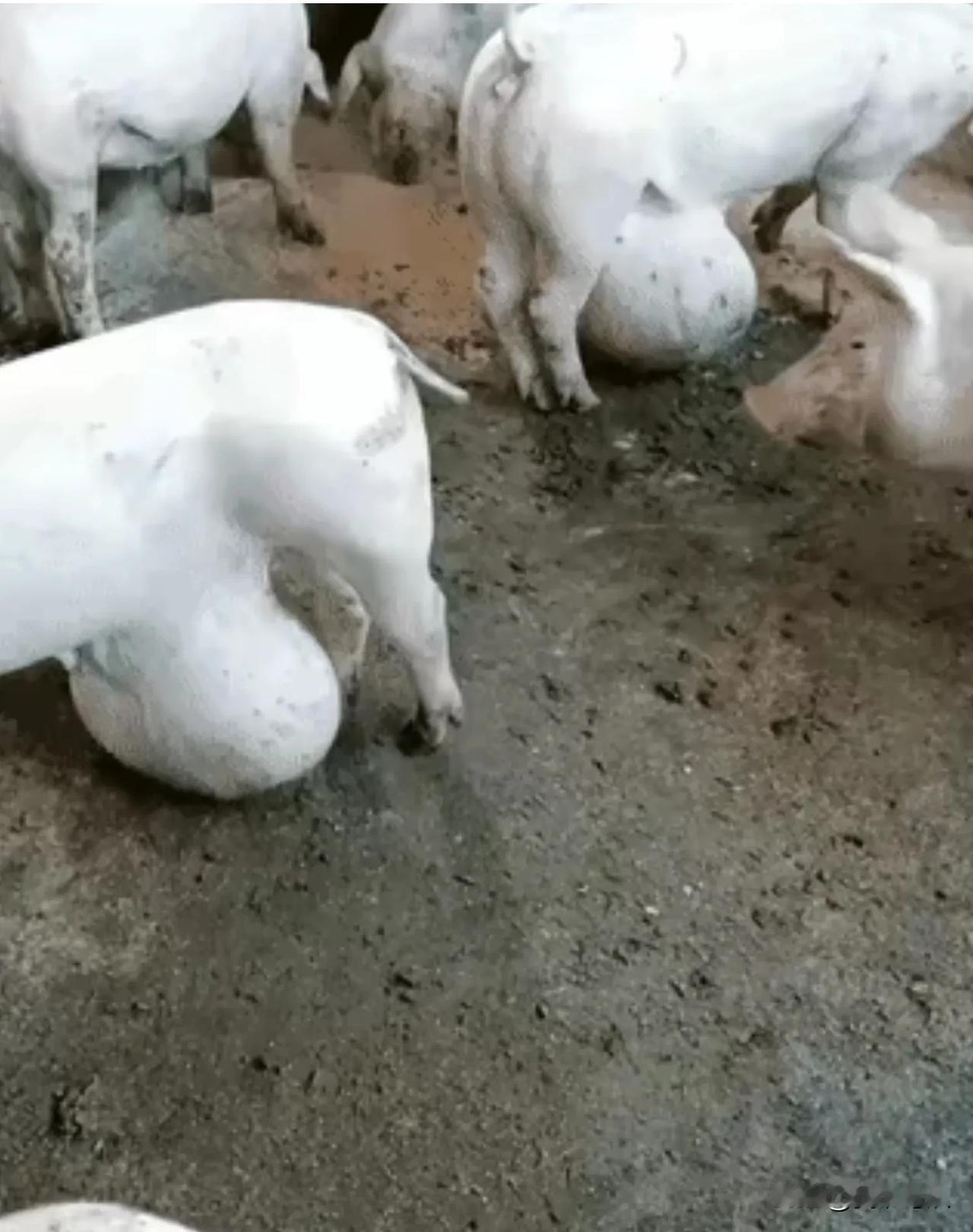 你们见过这样的猪吗？反正我是第一次看到，我感到太震惊了。从小长大没见过这样的猪。