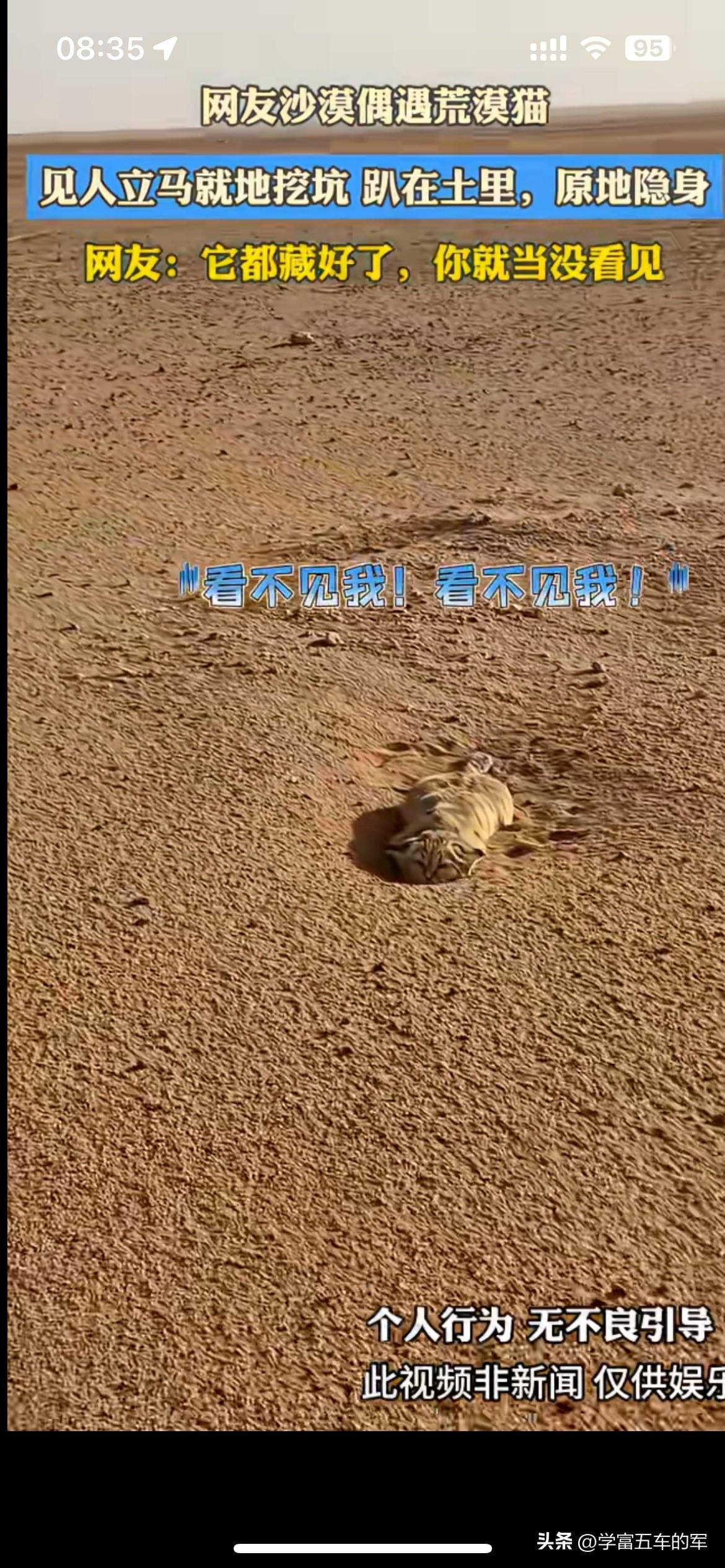荒漠猫现场挖坑隐身，主打一个自我欺骗

网友在沙漠里面偶遇一只荒漠猫，小家伙察觉