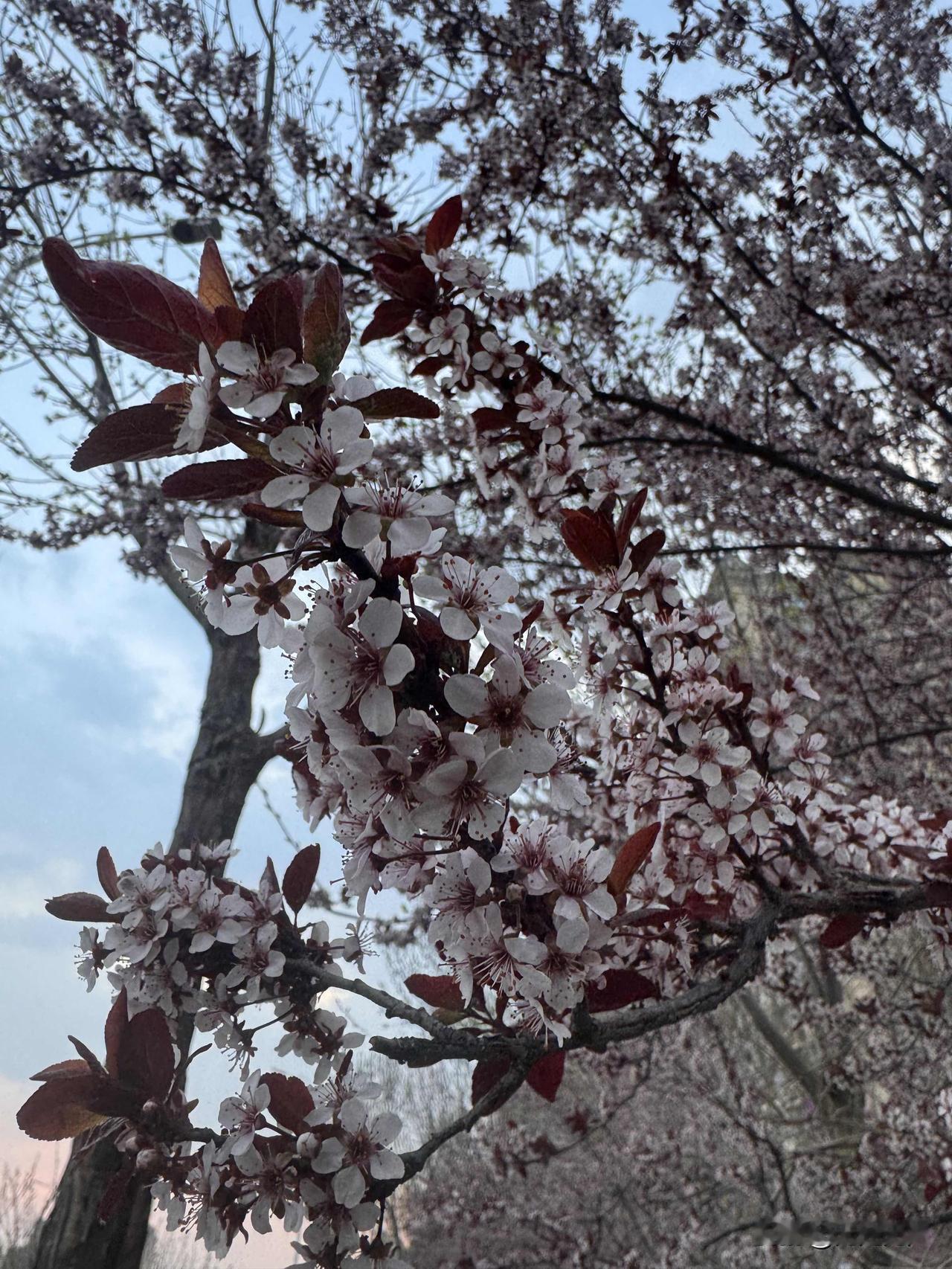 我们在户外咖啡座聊天。
一阵风吹来，柳絮满天飞。
我疯狂揉眼睛。
女方：“你怎么
