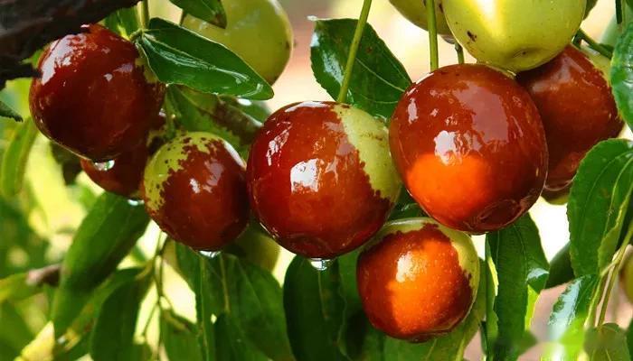 #记录我的2023# 
#十月美食录# 
这个季节正是水果大丰收的时候，市场上各