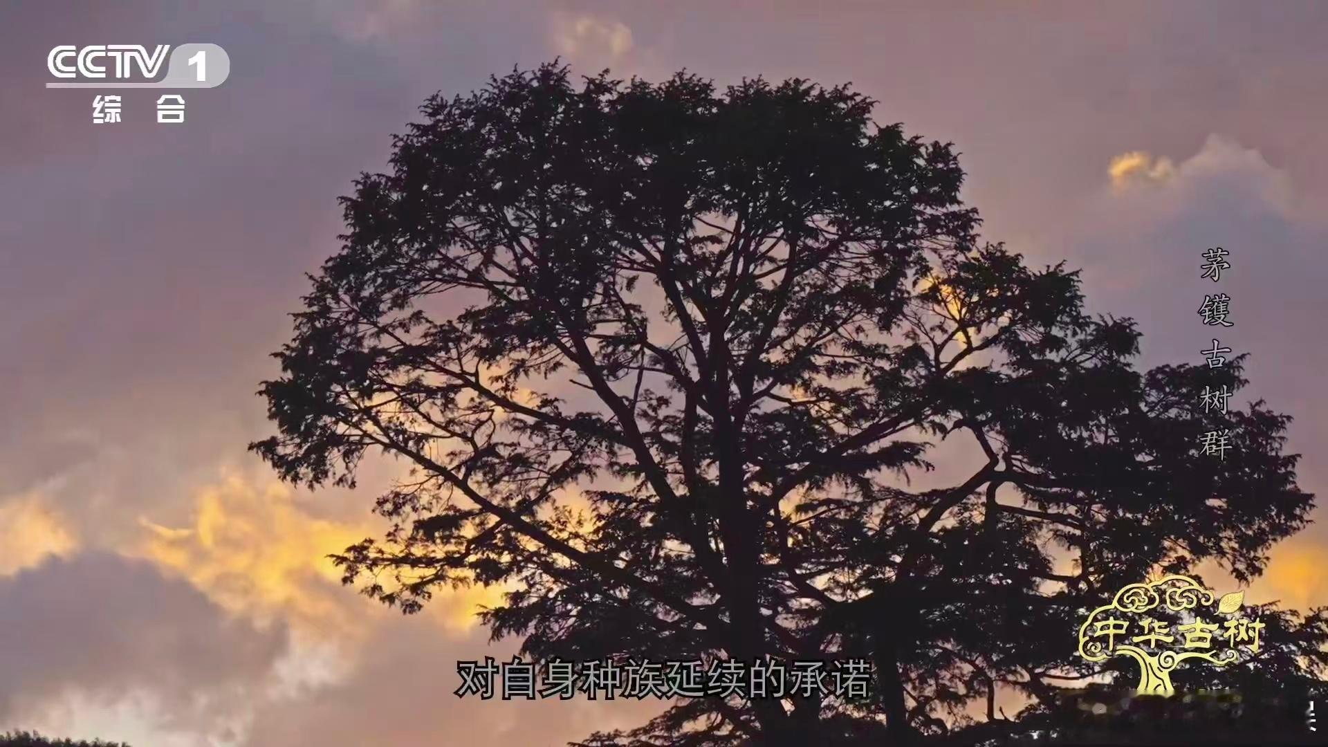 浙江宁波茅镬村那棵千年金钱松太惊艳啦！作为中国最高龄的金钱松王，有万木之冠美誉。