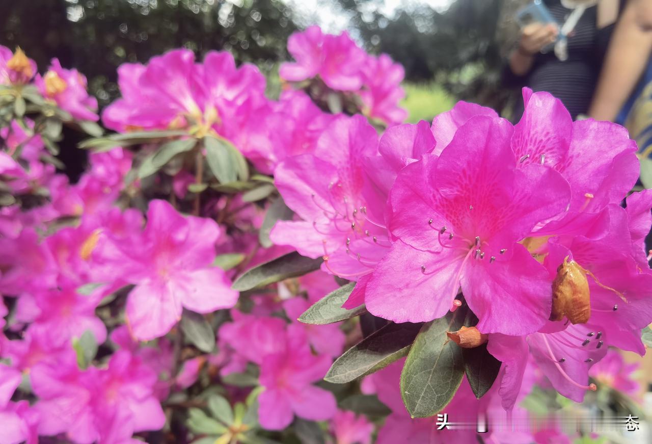 杜鹃吟
 
春风拂岭染烟霞，
万朵鹃红映碧纱。
不与群芳争艳色，
独将热血洒山崖